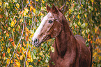 German Sport Horse