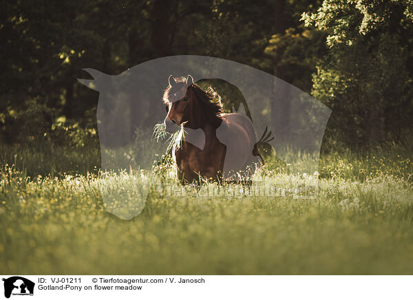 Gotland-Pony on flower meadow / VJ-01211