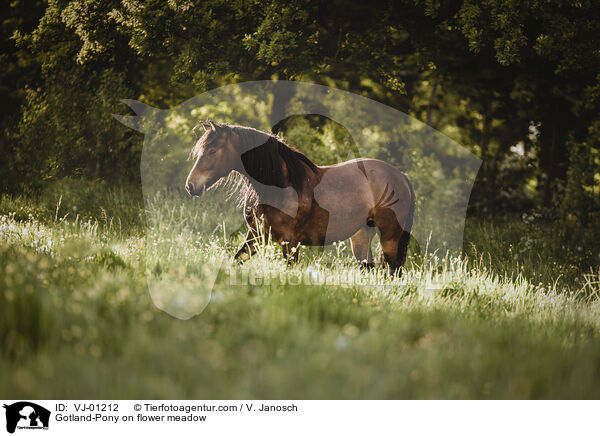Gotland-Pony on flower meadow / VJ-01212