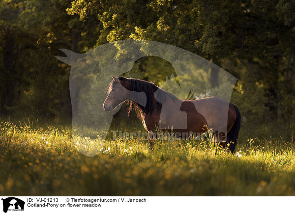 Gotland-Pony on flower meadow / VJ-01213