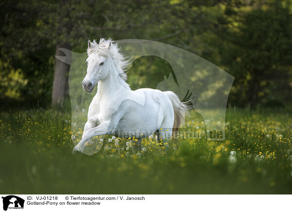 Gotland-Pony on flower meadow / VJ-01218