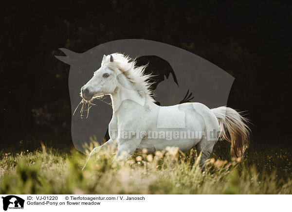 Gotland-Pony on flower meadow / VJ-01220