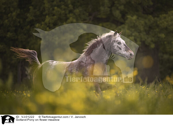 Gotland-Pony on flower meadow / VJ-01222