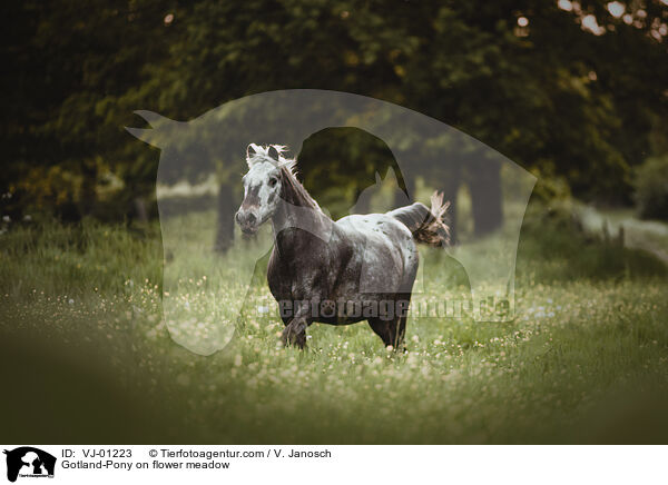Gotland-Pony on flower meadow / VJ-01223