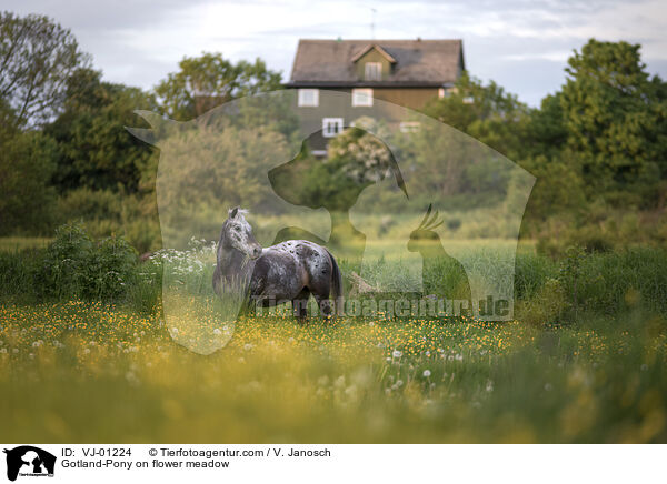Gotland-Pony auf Blumenwiese / Gotland-Pony on flower meadow / VJ-01224