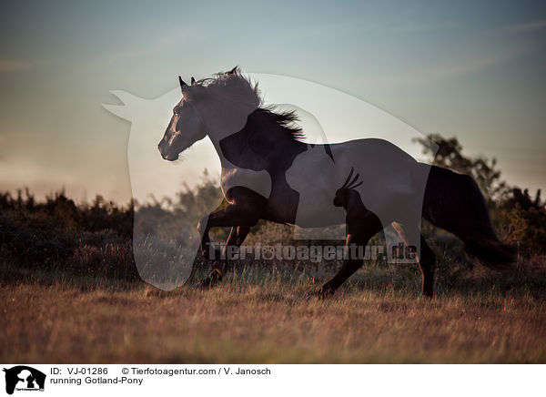 rennendes Gotland-Pony / running Gotland-Pony / VJ-01286