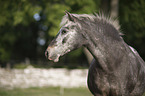 Gotland-Pony