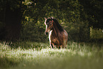 Gotland-Pony on flower meadow