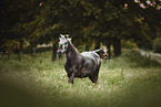 Gotland-Pony on flower meadow