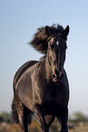 running Gotland-Pony