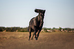 running Gotland-Pony