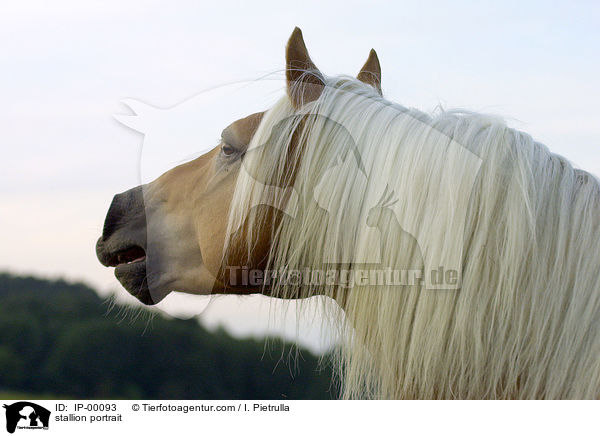 stallion portrait / IP-00093