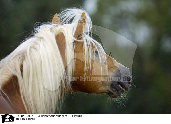 stallion portrait / IP-00095