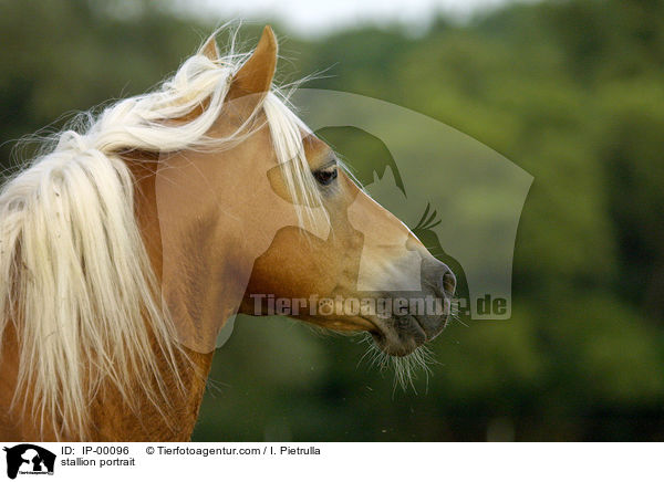stallion portrait / IP-00096