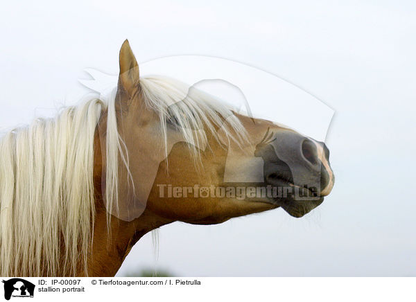 stallion portrait / IP-00097