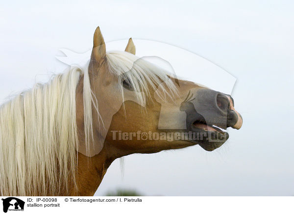 stallion portrait / IP-00098
