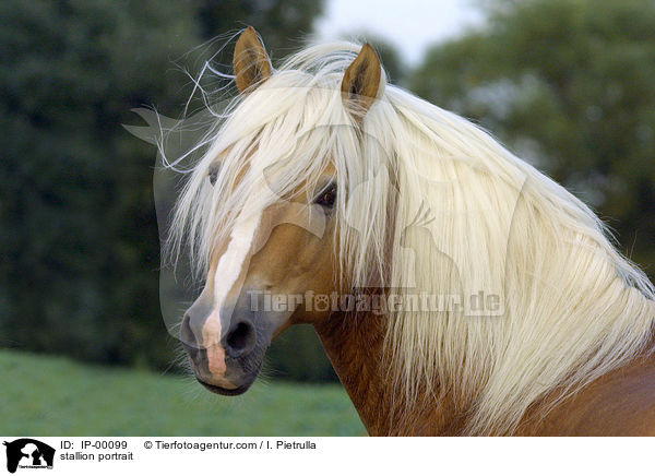 stallion portrait / IP-00099