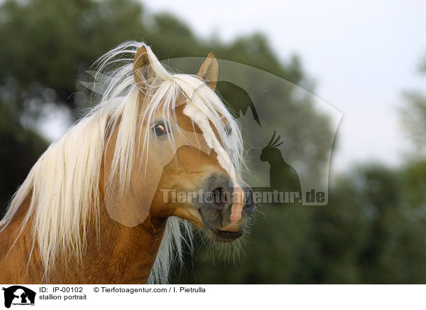 stallion portrait / IP-00102