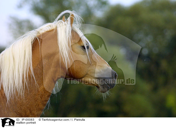 Haflinger Hengst Portrait / stallion portrait / IP-00083