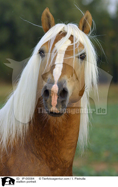 Haflinger Hengst Portrait / stallion portrait / IP-00084