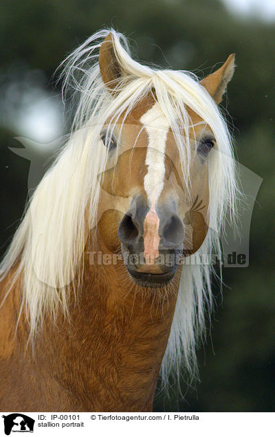 Haflinger Hengst Portrait / stallion portrait / IP-00101