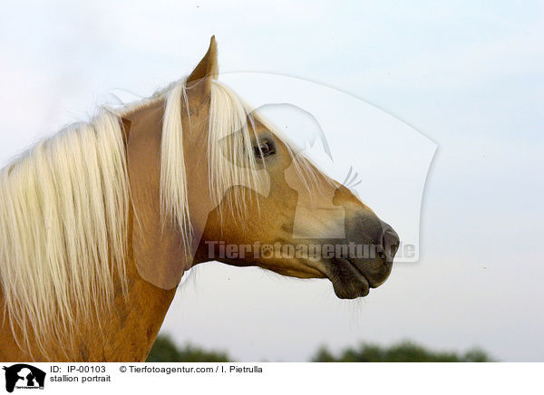 Haflinger Hengst Portrait / stallion portrait / IP-00103