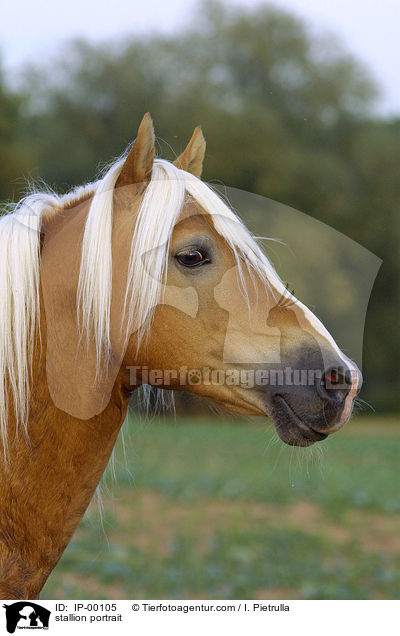 Haflinger Hengst Portrait / stallion portrait / IP-00105