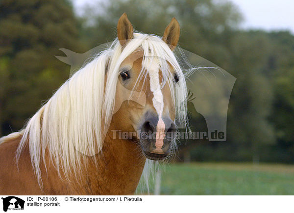 Haflinger Hengst Portrait / stallion portrait / IP-00106