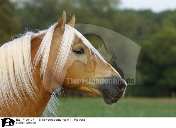 Haflinger Hengst Portrait / stallion portrait / IP-00107
