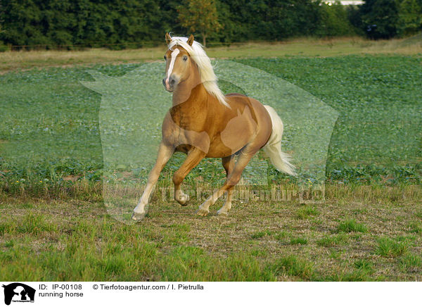 rennender Haflinger / running horse / IP-00108