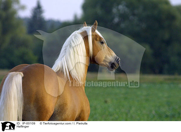 Haflinger / Haflinger / IP-00109