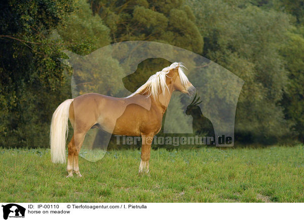 Haflinger steht auf Koppel / horse on meadow / IP-00110