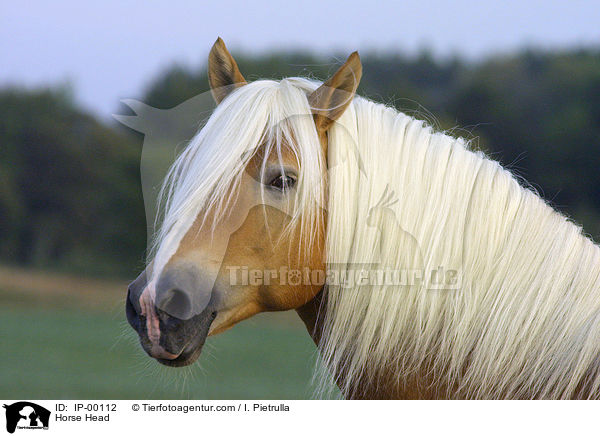 Haflinger Portrait / Horse Head / IP-00112