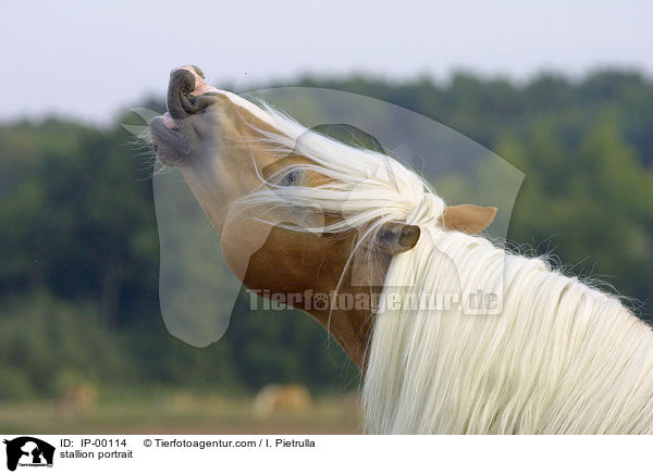 Haflinger Hengst Portrait / stallion portrait / IP-00114