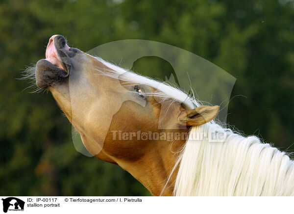 stallion portrait / IP-00117