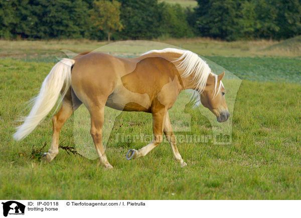trabender Haflinger / trotting horse / IP-00118