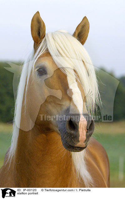 Haflinger Hengst Portrait / stallion portrait / IP-00120