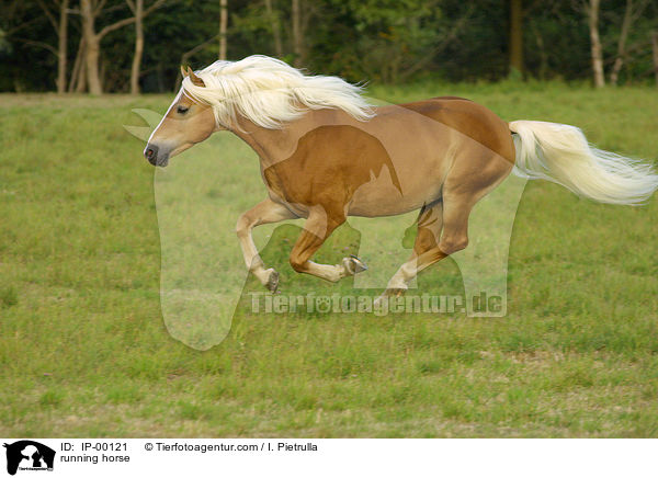 rennender Haflinger / running horse / IP-00121