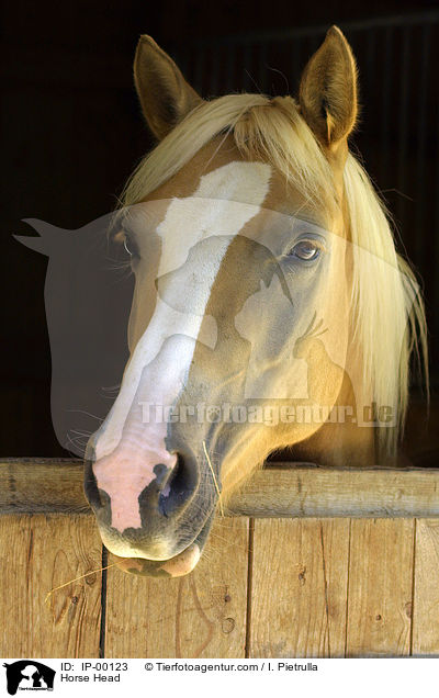 Haflinger Portrait / Horse Head / IP-00123