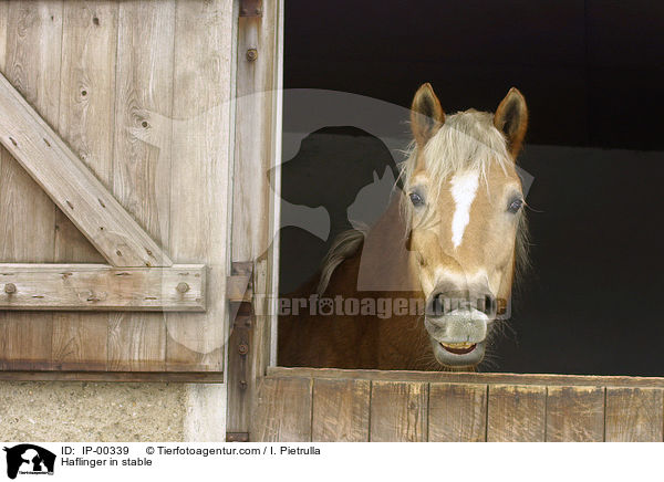 Haflinger schaut aus einer Auenbox heraus / Haflinger in stable / IP-00339