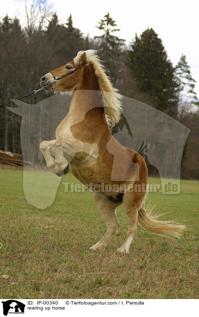 Haflinger steigt auf Kommando / rearing up horse / IP-00340