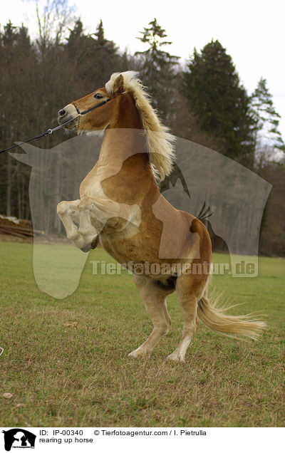 rearing up horse / IP-00340