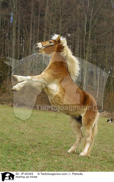 Haflinger steigt auf Kommando / rearing up horse / IP-00342