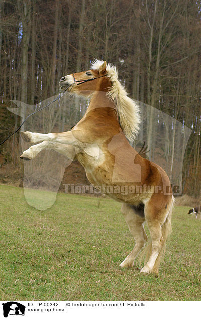 rearing up horse / IP-00342