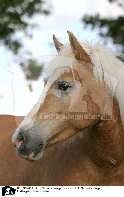 Haflinger Portrait / Haflinger horse portrait / SS-01834