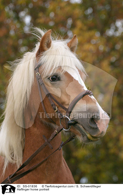 Haflinger Portrait / Haflinger horse portrait / SS-01836