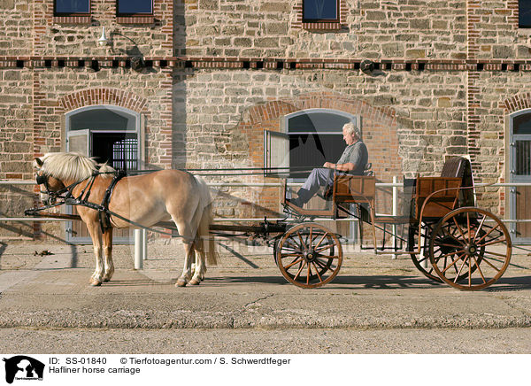 Hafliner horse carriage / SS-01840