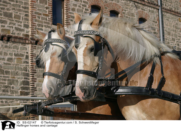 Haflinger horses and carriage / SS-02147