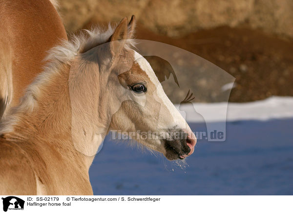 Haflinger Fohlen / Haflinger horse foal / SS-02179