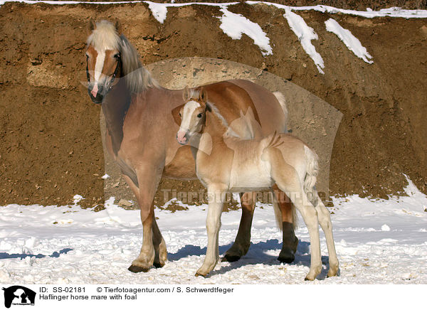 Haflingerstute mit Fohlen / Haflinger horse mare with foal / SS-02181